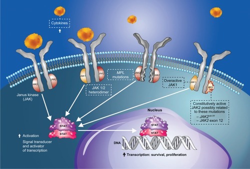 Figure 1 Pathogenic mechanisms in myelofibrosis involving dysregulated JAK-STAT signaling. Mutations affecting cytokine receptor function (eg, MPL mutations causing ligand-autonomous activation of the thrombopoietin receptor) or JAK2 mutations resulting in constitutive JAK2 activity lead to over-activation of JAK-STAT signaling in hematopoietic stem cells, with consequent myeloproliferation and excess production of proinflammatory cytokines.Citation108