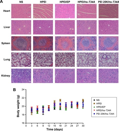Figure 11 Safety and toxicity evaluation of HPEI/hs-T34A formulation.Notes: (A) The heart, liver, spleen, lung, and kidney in NS, HPEI alone (50 μg), HPEI/EP, HPEI/hs-T34A, or PEI 25K/hs-T34A group were collected and conducted with HE staining, respectively. Scale bar, 50 μm. (B). Body weight changes in NS, HPEI alone (50 μg), HPEI/EP, HPEI/hs-T34A, or PEI 25K/hs-T34A group, respectively.Abbreviations: HPEI, heparin–polyethyleneimine; PEI 25K, polyethyleneimine (molecular weight 25,000); HPEI/EP, heparin–polyethyleneimine/empty vector plasmid; NS, normal saline; hs, human survivin.