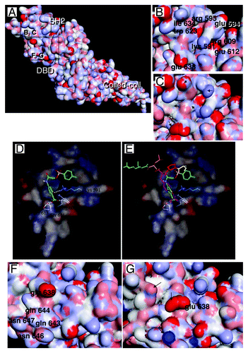Figure 4. A detailed view of STAT3 SH2 and DBD regions. (A) STAT3 surface obtained as in Figure 1. The areas in squares are the SH2 region where small molecules interact (B and C) and the SH2/DBD region where G quartets interact (D and E). (B) Close up view of the region of the SH2 of STAT3 that interacts with the small molecule inhibitors: the key aminoacids involved in interaction are labeled; the inhibitors interact particularly in the groove located between arginine 595 and lysine 591. (C) The same area as in (B) is shown but STAT3 and STAT1 are superimposed; this shows the overall great similarity between these two regions, yet some differences are present, accounting for the capacity of the inhibitors to discriminate between STAT3 and STAT1 (arrows); STAT1 crystal coordinatesCitation66 used in (C) were from PDB file 1BF5. (D) Modeled interaction of inhibitor S31-201 with STAT3 SH2 domain, note the important role of lysine 591, serine 611 and arginine 609 in the interaction. (E) Same as (D), with added phosphotyrosine-peptide, showing its overlap with the STAT3 SH2/small molecule inhibitors binding area. (F) Detailed view of the region of STAT3 interacting with G quartets, this region includes the phosphotyrosine 705-interacting region of SH2 and a neighboring region including part of the DBD, including glutamic acid 638, glutamine 644, aspartic acid 647, glutamine 643 and asparagine 646. (G) Same region as in F is shown with the superimposition of STAT1, the major differences are indicated by arrows. [Panels (D and E) are reprinted from ref. Citation44 with permission; © 2007 National Academy of Sciences USA.]
