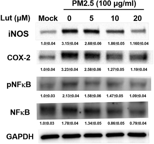 Figure 5. Luteolin inhibits expressions of iNOS, COX-2 and NF-κB in PM2.5-stimulated MH-S cells. MH-S cells were untreated (mock) or pre-treated with various concentrations of luteolin (5, 10 and 20 μM) for 1.5 h, and then untreated (mock) or treated with PM2.5 (100 μg/ml). After 24 h, harvested cell lysates were blotted to detect iNOS, COX-2, NFκB, pNFκB and GAPDH proteins. Data are representative of at least three independent experiments and values are expressed in mean ± SD (n ≥ 3). *P < .05 (significant difference compared with mock cells).