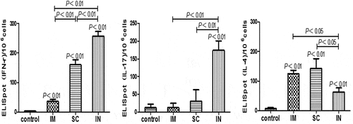 Figure 4. Antigen-specific cytokine-producing cell frequencies in mice immunized with cGAMP adjuvanted H. pylori subunit vaccine by different parenteral routes. Single splenocyte suspensions were prepared in Dulbecco,s Modified Eagle Medium (DMEM, Gibco) supplemented with 10% heat-inactivated fetal calf serum (Gibco) and 50 μg/ml penicillin-streptomycin (Sigma), and seeded (1 × 106 cells per well) in 96-well PVDF plates that were pre-coated with different anti-cytokine antibodies. The cells were cultured at the presence or absence of H. pylori antigens (10 μg/ml) for 40 h at 37°C and 5% CO2. The positive spots were developed following the ELISpot kits operation guide and counted by an Elispot Reader (S5VERSA, CTL, Cleveland, OH, USA). The number of ELISpot positive splenic lymphocytes was numerated and presented, respectively, for IFN-γ (A), IL-17 (B) and IL-4 (C). Data are representative of one of two independent experiments giving similar results. The bars represent mean ± SEM of the positive cells to the respective cytokines