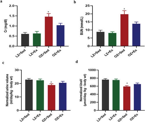 Figure 2. Effect of exercise training on renal function and sodium excretion in obese Zucker rats. Lean and obese Zucker rats were exercised or placed on a nonmoving treadmill for 8 weeks. (a and b) creatinine (cr) and blood urea nitrogen (BUN) levels. (c and d) 24 h urine volume and urinary sodium excretion (UNaV) were determined by metabolic cages. Data were expressed as the means ± SD (n = 6/group). *p <.05 vs others. LZ+Sed, lean Zucker+Sedentary; LZ+Ex, lean Zucker+Exercise; OZ+Sed, obese Zucker+Sedentary; OZ+Ex, obese Zucker+Exercise.