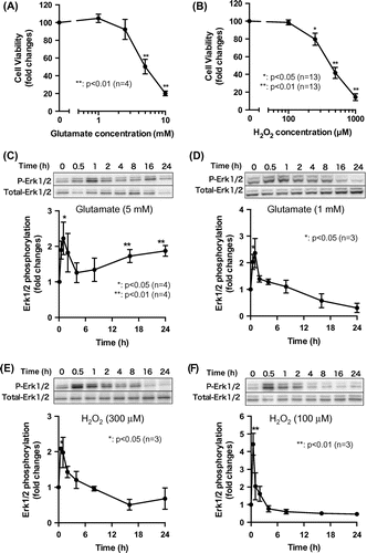 Fig. 1. Glutamate and H2O2 treatment similarly induced cell death via temporally distinct Erk1/2 activation patterns.