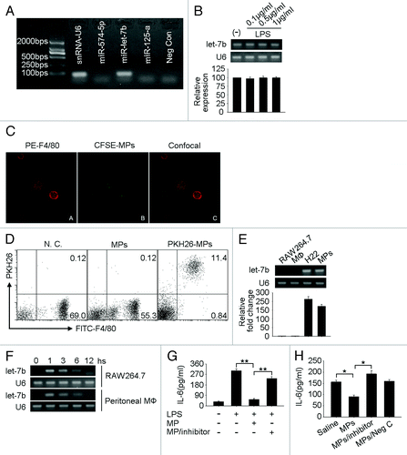 Figure 4. Tumor cell-derived MPs downregulate IL-6 expression by transferring let-7b to macrophages. (A) let-7b was highly expressed in H22 tumor cell-released MPs. Five × 107 H22 tumor cells were stimulated with LPS (1 μg/ml) for 48 h and MPs in the supernatant were harvested for the RNA isolation. RT-PCR was conducted to detect the expression of miRNAs miR-574–5p, let-7b and miR-125a. U6 snRNA was used as control. (B) LPS stimulation did not affect the expression of let-7b in H22 tumor cells. H22 cells were treated with various concentrations of LPS (0.1, 0.5 and 1 μg/ml). Twelve hours later, total RNA were isolated to detect let-7b expression by RT-PCR (upper) and real time RT-PCR (bottom). (C) MPs were taken up by macrophages in vitro. CFSE-labeled H22 tumor cells were stimulated with LPS (0.1 μg/ml). The released MPs were collected and incubated with macrophages for 6 h. After stained with PE-conjugated anti-F4/80 antibody, cells were observed under confocal microscopy. (D) MPs were taken up by macrophages in vivo. MPs released by LPS-stimulated H22 tumor cells were stained with PKH26 and injected into peritoneal cavity of H22 tumor cell ascites bearing BALB/c mice. Six hours later, peritoneal cells were harvested and incubated in cell culture dish for 2 h to get rid of non-adherent cells. Adherent cells were collected and stained with FITC-conjugated F4/80 antibody for flow cytometric analysis. (E) The expression of let-7b in macrophages was analyzed by RT-PCR (upper) and real time RT-PCR (bottom). (F) MPs mediated the transfer of Let-7b to macrophages. H22 tumor cell-derived MPs were incubated with RAW264.7 or peritoneal macrophages for different times. The expression of let-7b in cells was analyzed by RT-PCR. (G and H) The inactivation of let-7b relieved the suppression on IL-6. H22 tumor cells were transfected with let-7b inhibitor. Twenty-four hours later, cells were treated with 0.1 µg/ml LPS to generate MPs. The MPs were then incubated with RAW264.7 cells in the presence of LPS for 36 h. IL-6 was determined in the supernatants by ELISA (G). Or the MPs were injected into tumor site. Thirty-six hours later, tumor tissues were minced and the supernatants were subjected to ELISA for the determination of IL-6 (H).