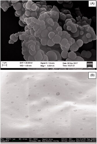 Figure 4. These are electron micrographs of freeze dried PCL nanoparticles (A) and freeze dried liposomes (B) generated by SEM. The legends were generated by SEM and all bars calibrated at 1 µm.