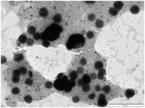 Figure 8. Transmission electron microscopy image of FS-PF-FA (fisetin-loaded folate-conjugated pluronic127 micelles).
