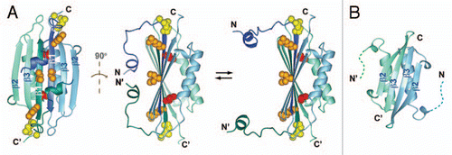 Figure 1 (A) Two views of the solution NMR structure of MinE from Neisseria gonorrhoeae (PDB accession number 2KXO), with a model of the more open conformation suggested by NMR dynamics data on the right hand side. Each subunit in the dimer is shown in a different colour, and β-strands β1, β2 and β3 labeled for each subunit. Sidechain atoms for residues that directly participate in MinD interactions are also shown, with the inaccessible Leu-22 highlighted in red and the partially inaccessible residues (Arg-21 Ile-25) shown in orange. (B) The solution NMR structure of residues 31–88 from E. coli MinE (1EV0), showing the different dimer interface formed by residues corresponding to β3 in the full-length structure.