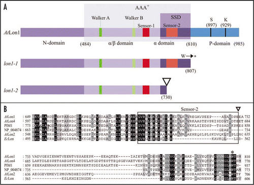 Figure 2 The structural features of AtLon1 protease and the locations of the identified mutations. (A) Schematic representation of AtLon1 protease outlining the domain structures with important consensus sequences in lon1 mutant alleles. Numbers in parentheses represent amino acid residues defining the conserved domains. (B) Multiple sequence alignment reveals that the SSD is the most variable domain between evolutionary diverse Lon accessions. Box encompasses the amino acid residues of sensor-2 motif. In contrast to the strong lon1-1 allele (asterisk), the weak lon1-2 mutant allele (inverted triangle) bears part of the SSD domain.
