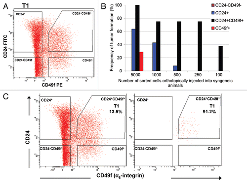 Figure 2 Fractionation of Brca1Δ5–13/Δ5–13;p53Δ2–10/Δ2–10 tumors using FACS. (A) Sorting of live (propidium iodide-negative), Lin- (non-endothelial, non-fibroblastic and non-hematopoietic) cells with CD24- and CD49f-specific antibodies. (B) Tumorigenicity of limiting dilutions of sorted fractions after orthotopic transplantation into syngeneic animals. (C) The FACS-sorted Lin−/CD24+/CD49f+ tumor fraction was collected (left) and re-analyzed by FACS (right) to verify the purity of the collected fraction.