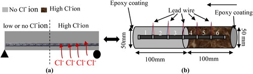 Figure 3. (a) Structural element with full cover thickness. (b) 2-A and 2-B with full cover thickness of 20 mm; without and with 15 kg/m3 Cl− ions.