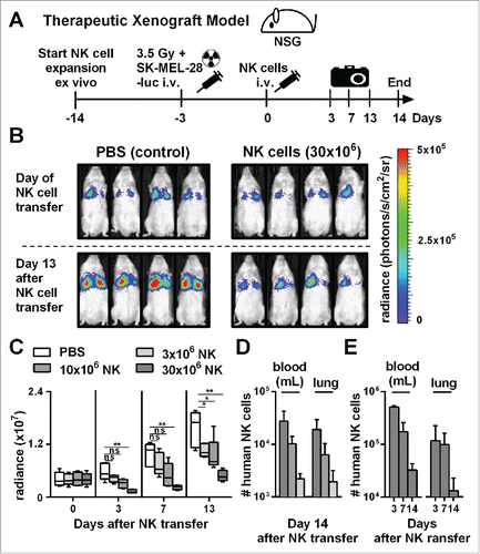 Figure 3. Adoptive transfer of NK cells expanded by the optimized protocol in tumor-bearing mice resulted in pronounced tumor growth control. (A) Scheme is shown for evaluation of expanded NK cells in vivo using a xenograft model. Mice were irradiated and received human SK-MEL-28 melanoma cells-expressing luciferase by intravenous (i.v.) injection. Three days later, after tumor engraftment, the mice were treated (i.v.) with human NK cells expanded with the optimized protocol and the tumor load was monitored by luciferase activity. IL-2 was repeatedly injected intraperitoneally. (B) Tumor-bearing mice, as described in A, were treated with PBS, as a control, or with 30 × 106 NK cells that were expanded for 14 d using the optimized expansion protocol. The pictures display the bioluminescence (radiance) showing the in vivo luciferase activity of four representative mice of each group at the day of NK cell transfer (top) and 13 d thereafter (bottom). (C) Tumor-bearing mice were treated with NK cells as described in B using different NK cell doses. Mean and range of the tumor burden, measured by bioluminescence, is shown at different time points for one representative experiment with 4–5 mice per group. (D) Mice were treated as described in C, and the transferred human NK cells were re-isolated from blood and lungs of the mice 14 d after NK cell injection and were enumerated using flow cytometry. Mean and standard deviation of NK cell numbers per lung and per mL of blood are shown for four mice per group. (E) Tumor-bearing mice were treated with 30 × 106 expanded NK cells as described in B and at day 3, 7, and 14 the mice were sacrificed and human NK cells were re-isolated from blood and lungs. Mean and standard deviation of NK cell numbers per lung or mL of blood are shown for four mice per group. Statistical significance in all experiments was tested by Student's t-test.