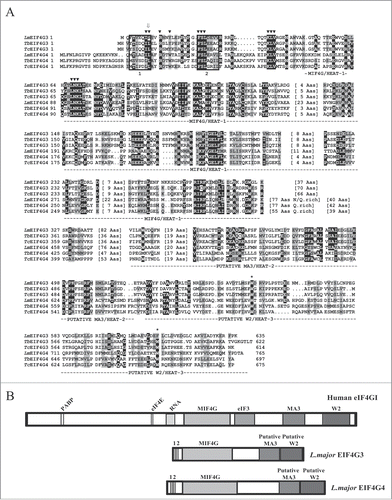 Figure 1 (See previous page). Sequence comparison of the EIF4G3 and EIF4G4 homologues from different trypanosomatids. (A) Clustal W alignment of the EIF4G3 and EIF4G4 homologues from L. major (Lm), T. brucei (Tb) and T. cruzi (Tc), highlighting regions of homology outside the HEAT-1/MIF4G domain. Amino acids identical in more than 60% of the sequences are highlighted in dark gray, while amino acids defined as similar, based on the BLOSUM 62 Matrix, on more than 60% of the sequences, are shown in pale gray. When necessary, spaces were inserted within the various sequences (dots) to allow better alignment. The two candidate eIF4E binding segments mentioned in the text are boxed and numbered 1 and 2. The central MIF4G/HEAT-1 domain, the region which defines the various eIF4G homologues, as well as the putative α-helical rich regions which are likely variants of the MA3/HEAT-2 and W2/HEAT-3 domains are underlined. ▾ indicates the conserved amino acid segments which have been mutated in either L. major or T. brucei EIF4G3 and EIF4G4 in order to investigate their interactions with eIF4E and eIF4A homologues. ⇓ indicates the unique isoleucine/leucine residue which has been identified to be relevant for the interactions between both eIF4G homologues with their eIF4E partners. The * highlights the 2 conserved tryptophan/aromatic residues at the proteins’ C-terminus which resemble equivalent residues within the metazoan HEAT-3/W2 domain. (B) Schematic representation comparing the domain organization of the human eIF4GI with those of L. major EIF4G3 and EIF4G4. For the human protein the sequences implicated in the interactions with PABP, eIF4E, RNA and eIF3 are indicated as well as the 3 defined HEAT domains. For the L. major homologues the positions of the 2 candidate eIF4E binding elements as well as the MIF4G and putative MA3 and W2 domains are also shown.