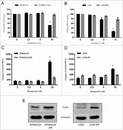 Figure 4. TrxR1 protein expression in the parent and bortezomib-resistant myeloma cells. (A-D)Parent and bortezomib-resistant RPMI8226 and U266 cells (RPMI8226-BR and U266-BR) were treated with indicated concentrations of bortezomib for 24 hours and cell proliferation (A, B) and caspase-3 activity (C, D) were measured. One-way ANOVA followed by Tukey's post-test was employed. *, P < 0.05 (compared to the 0nM bortezomib treatment) (E) TrxR1 protein levels in the parent and bortezomib-resistant myeloma cells were analyzed by western blot. β-tubulin was used as a loading control. Western blots are the representative of 3 independent experiments.