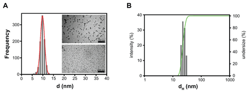 Figure S1 Characterization of the fluorescent SPNs. (A) TEM analysis of SPN silica cores for the evaluation of size distribution. (B) Dynamic light scattering distribution of the nanoparticle hydrodynamic diameter. Exemplary graphs referred to CGIYRLRS-(Rhod)-SPNs are shown.Abbreviations: SPN, silica-poly(ethylene glycol) nanoparticles; TEM, transmission electron microscopy.