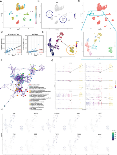 Figure 6 Single-cell analysis. (A) Cells were clustered into 20 types via UMAP. (B) Dot plots demonstrate the expression distribution of NID2. (C) UMAP plot dimensionality reduction algorithm, each color represents a unique cluster. Fibroblasts are distinguished from all other cells based on UMAP dimensionality reduction analysis. (D) Correlation analysis of the Fibroblasts and NID2 mRNA expression levels based on TCGA-SKCM, and mGEO datasets. (E) Pseudotime trajectory of all the fibroblasts. The Orange circle indicating Cluster 5 identified by Seurat and all the fibroblasts were colored by their assigned pseudotime values. (F) Functional enrichment analysis of Cluster 5. (G) Jitter plots show the expression level of the fibroblast activation markers and NID2 changing with pseudotime. (H) UMAP dimensionality reduction visualizes the similarity of expression profiles of NID2 and 9 fibroblast activation markers.