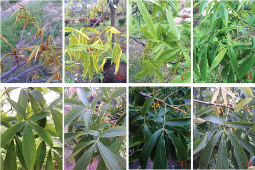 Figure 5. Hickory leaves at different developmental stages. The leaf samples were collected on: 1 April (A), 8 April (B), 15 April (C), 22 April (D), 29 April (E), 6 May (F), 13 May (G), 20 May (H).