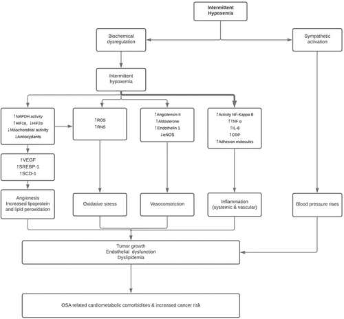 Figure 1 Illustration of the pathophysiological consequences of intermittent hypoxia in obstructive sleep apnea (OSA).