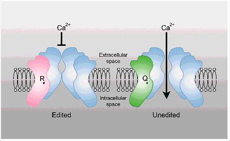 Figure 1. Editing of protein coding targets can alter the function of the encoded protein. A critical editing site in Gria2 changes a glutamine (Q) to an arginine (R) codon. The presence of an arginine in this subunit is essential as it restricts calcium influx, thereby preventing neuronal death.Citation44