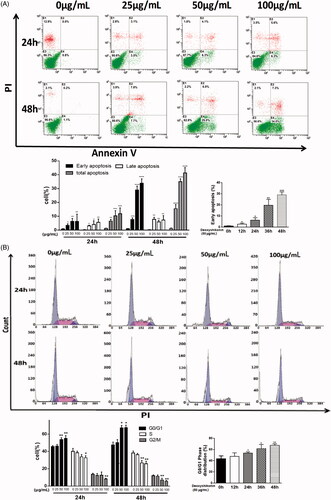 Figure 4. Effects of deoxyshikonin on apoptosis and cell cycle distribution in HT29 cells. (A) Apoptotic cells were detected by flow cytometry. Histograms demonstrate percentages of apoptotic cells in culture. Early apoptotic cells of 50 μg/mL deoxyshikonin-treatment for the indicated time periods were processed statistically. (B) Cell cycle distribution was detected by flow cytometry. Histograms demonstrate the percentage of tumour cells at different phases of the cell cycle. (C) G0/G1 phase distribution of 50 μg/mL deoxyshikonin-treatment for the indicated time periods were processed statistically. Data were represented as mean ± SD form at least three independent experiments. *p < 0.05, **p < 0.001, ***p < 0.0001, ****p < 0.00001 versus control (0 μg/mL) or control (0 h).