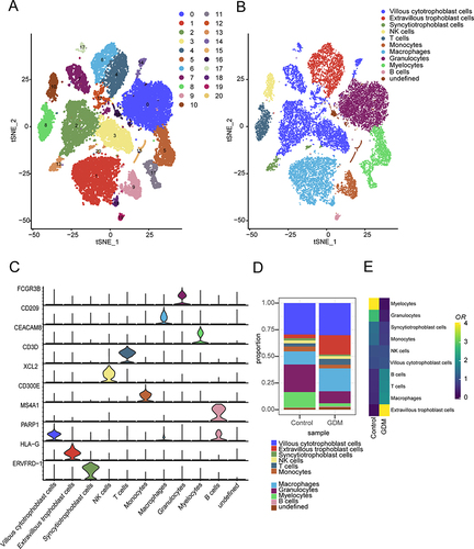 Figure 6 Placental landscape profiling of single cells from GDM and control samples. (A) t-SNE plot showing 23,769 cells from the 4 samples, with cells grouped into 21 clusters. (B) t-SNE plot showing 23,769 cells grouped into 11 major cell types. (C) Violin plot showing the expression of canonical marker genes in each cell cluster. (D) Cell cluster frequency showing the fractions of 11 major cell types for GDM and control samples. (E) Heatmap showing the odds ratio (ORs) of cell clusters occurring in each tissue.