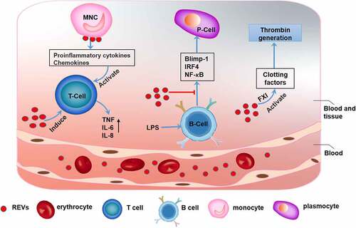 Figure 1. The function of erythrocyte-derived extracellular vesicles (REVs) REVs elicit immune-inflammatory responses by modulating the biological activities of both T cells and B cells. REVs stimulate monocytes to produce proinflammatory cytokines and chemokines, which promote T cell proliferation and further stimulate T cells to produce TNF, IL-6, and IL-8. REVs also inhibit the expression of Blimp-1 and IRF4 and activation of the NF-κB pathway, which inhibit B cell function. Additionally, REVs mediate blood coagulation by activating coagulation factors such as FXI, which initiates and promotes thrombin production