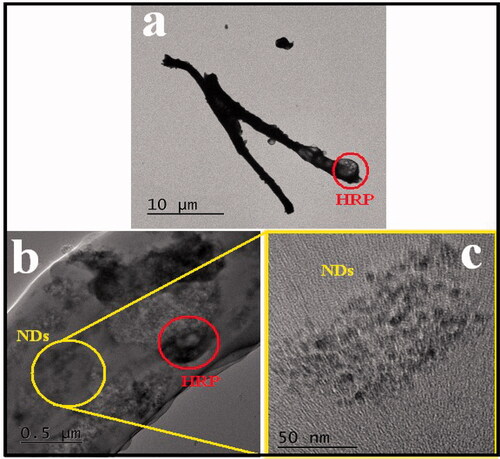 Figure 4. TEM Images of (a) nfPMMA-ND-HRP with 10 µm scale (b) nfPMMA-ND-HRP 0.5 with µm scale (c) nfPMMA-ND-HRP with 50 nm scale.