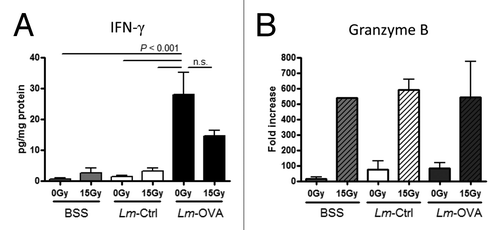 Figure 5. IntratumoralIFNγ protein levels and granzyme B mRNA levels were not upregulated in additive or synergistic manner in combinatorial treatment. (A-B) B16-OVA cells were injected intramuscularly into the thigh. Recipient mice were treated locally with 0 Gy or 15 Gy on day 7, and Ctrl-Lm or Lm-OVA on day 8 (n = 3 per group). Tumors were excised on day 13 as before and analyzed for effector molecule protein (A) and RNA (B) expression levels. (A) Supernatants of tumor homogenates were used to determine interferon γ (IFNγ) levels within the tumor by IFNγ-specific ELISA. The concentration of IFNγ in each sample was normalized to the total protein concentration in the sample. Statistical significance was evaluated using one-way ANOVA (n = 6–7; combined data from 2 experiments). (B) Quantitative reverse transcription PCR (qRT-PCR) analysis of transcripts encoding IFNγ (left) and Granzyme B (right). Total mRNA in each tumor homogenate was isolated and qRT-PCR was performed. Granzyme B transcript levels in each sample was normalized by GAPDH levels and expressed as fold increases over balances saline solution (BSS) + 0 Gy control. Data shown are representative of 2 independent experiments.