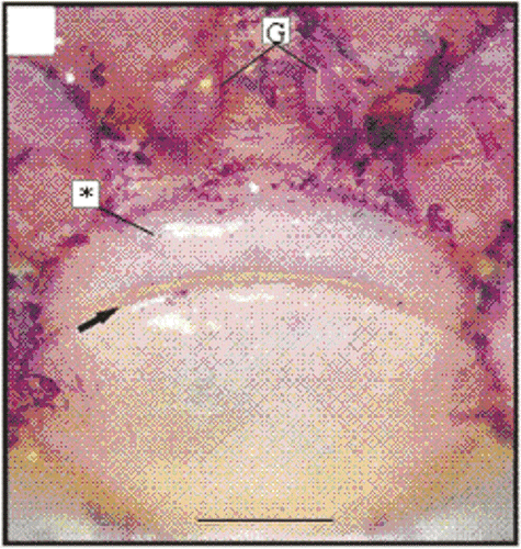 Figure 4. Macroscopy of the thelycum of one female (11.2 mm CL). Transversal ridge (arrow); gonopore (G); hood (*). Scale bar = 1.0 mm.