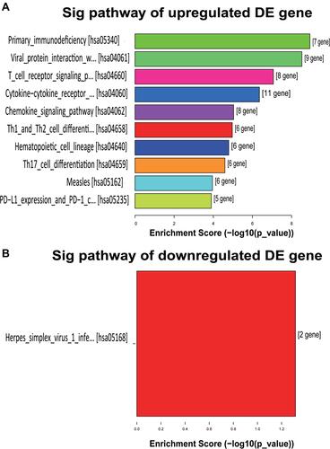 Figure 6 KEGG pathway enrichment analysis of differentially expressed genes. (A) The bar graph of 10 upregulated gene enrichment pathways. (B) The bar graph of a downregulated gene enrichment pathway.