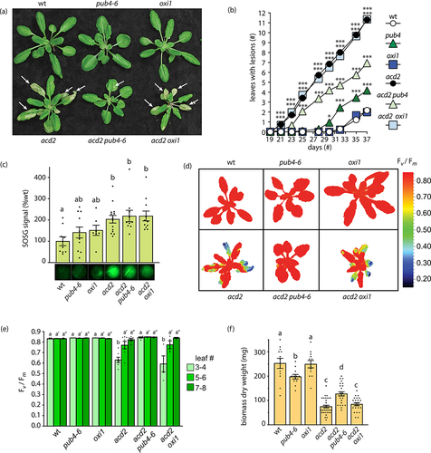 Figure 1. Assessing the effect of pub4–6 and oxi1 on lesion formation in acd2. (a) Representative images of 24-day-old plants. White arrows indicate lesions. (b) assessment of mean lesion formation (number of rosette leaves with lesions) in plants between 19 and 37 days old (n ≥ 18 plants). (c) singlet oxygen (1O2) accumulation in leaves (#’s 5–6) from 24-day-old plants. Shown are mean singlet oxygen sensor green (SOSG) intensities per leaf disc (n ≥ leaves from individual plants). Below graph are images of representative leaf discs (d) Representative images of 24-day-old plants showing maximum photosynthetic efficiency (Fv/Fm) values. (e) mean Fv/Fm values taken from leaves in panel D. Leaves were separated based on age (#’s 3–4, 5–6, or 6–7), measured, and averaged per plant (n ≥ 3 leaf groups from individual plants). F) mean dry weight biomass (mg) from total aerial tissue of 57-day-old plants (n ≥ 12). All plants were grown in cycling light conditions (16 h light/8 h dark) with 125 µmol photons m−2 sec−1 white light at 21°C. Statistical analyses were performed with a one-way ANOVA. In panel B, a Dunnett’s multiple comparisons posttest was used to test variation between genotypes relative to wt at each time point (* = P ≤ .05, ** = P ≤ .01, *** = P ≤ .001). In panels C, E, and F, a Tukey’s multiple comparisons post-test were used to compare variation between genotypes. Different letters above bars indicate significant differences between genotypes (P ≤ .05). In panel E, separate statistical analyses were performed for the different leaf groups, and the significance for groups #5–6 and #7–8 are indicated by single (ʹ) or double (ʹʹ) prime symbols, respectively. Graph bars indicate ±SEM. Closed circles indicate individual data points.