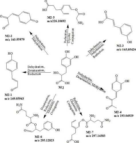 Figure 4 Proposed metabolic pathways of Danshensu.