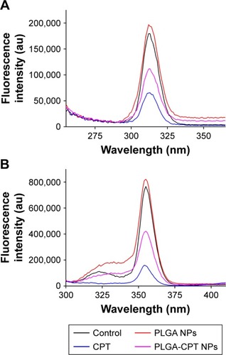 Figure 8 Synchronous fluorescence spectra of CYP3A4 with Δλ=15 nm (A) and Δλ=60 nm (B) in the presence of different concentrations of PLGA-CPT NPs.Abbreviations: CYP3A4, cytochrome P450 enzyme; NP, nanoparticle; PLGA-CPT, camptothecin-encapsulated poly(lactic-co-glycolic acid).