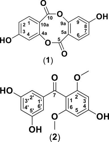 Figure 1 Chemical structures of compounds 1 (depsidone derivative) and 2 (benzophenone derivative).