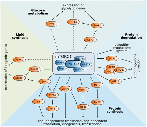 Figure 2. Structure and functions of mTOR complex 1. The best-known targets of mTORC1 phosphorylation S6K1 and 4EBP1 have a vital function in protein synthesis. Phosphorylated S6K1 consequently phosphorylates ribosomal protein S6 and commences cap-independent translation. Activated 4EBP1 relieves its inhibitory function towards eIF4E and initiates cap-dependent translation. Ribosomal biogenesis is enhanced by stimulated translation of 5′TOP mRNA via 4EBP1 and LARP1. Pol I and Pol III are activated by phosphorylation of TIF1A and inhibition of Maf1, respectively. Autophagy-related ULK1/ATG13/FIP200 protein complex is inhibited by mTORC1 phosphorylation, as well as WIPI2 (positive regulator of autophagy). On the other hand, autophagy suppressor DAP1 is activated. Protein expression of lipid and cholesterol homeostasis-involved genes is managed by transcription factors SREBP and PPAR-γ. mTORC1-mediated phosphorylation of lipin-1 alleviates SREBP inhibition. Several glycolytic enzyme genes are indirectly modulated by mTORC1 via transcription factors HIF1α and Myc. Expression of HIF1α is regulated either at the level of translation or via inhibited GSK3/Foxk1 pathway.