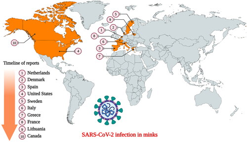 Figure 2. Countries that have reported SARS-CoV-2 infection in farmed minks. (Events in animals, Data retrieved from: https://www.oie.int/en/scientific-expertise/specific-information-and-recommendations/questions-and-answers-on-2019novel-coronavirus/events-in-animals/).