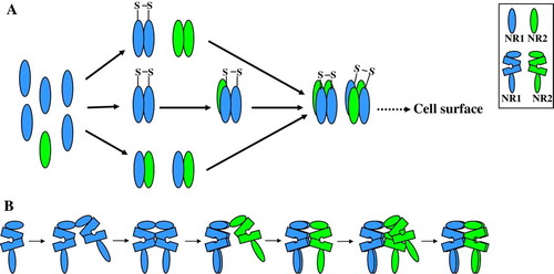 Figure 2.  Possible models for the assembly of NR1/NR2 NMDA receptors. (A) depicts three possible schemes as discussed in the text for the assembly of tetrameric, NR1/NR2 NMDA receptors. (B) depicts a possible scheme for the inter-subunit interactions for the assembly of NMDA receptors via the initial NR1-NR1 homo-dimer formation route. It should be pointed out however that in the publication by Schuler et al. Citation[37] that appeared during the writing of this review, evidence was presented that the assembly pathway was via an initial NR1-NR2 hetero-dimer formation. This was not mediated by the NR1 LIVBP domain since the NR1ΔNTD deletion construct (lacking the amino acid sequence 23–376, the LIVBP domain) was still able to form functional receptors with full-length wild-type NR2 subunits. This Figure is reproduced in colour in Molecular Membrane Biology online.