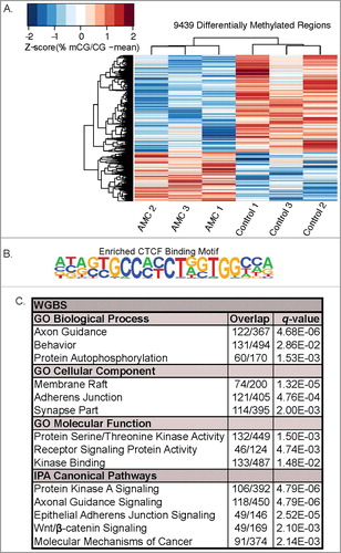 Figure 2. Differences in DNA methylation between AMC (n = 3) and control (n = 3) P9 hypothalami. (A) Hierarchical clustering of significant (P < 0.05) DMRs. Individual percent methylation values are normalized to the mean of each DMR. (B) CTCF motif binding motif was significantly (q < 0.0001) enriched in DMRs with 4.24% of DMRs containing the binding motif compared to 3.15% of background sequences with the motif (q < 0.00001). (C) Significant (q < 0.05) enriched gene ontologies and pathways of genes mapped to significant (P < 0.05) DMRs. Overlap corresponds to genes observed compared with the total genes in the pathway.