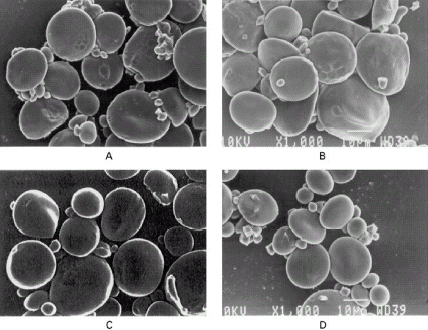 Figure 2. Scanning electron micrography of starches separated from different wheat cultivars (A) PBW-343, (B) PBW-373, (C) PBW-154, (D) PDW-233.