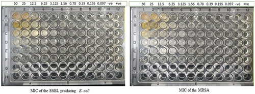 Figure 3 MIC of the ESBL-producing E. coli ST405 and MRSA isolate X-axis are the isolates, and Y-axis is the different concentrations of the molecules, -ve: negative control +ve: positive control.