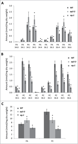 Figure 1. Phosphatidic acid (PA) profiles of the flowers of ap3-3 and ag-1 compared to the wild type analyzed by triple quadrupole LC-MS/MS. (A) Levels of major PA molecular species. (B) Levels of major PC molecular species. (C) Levels of total PA and PC. Data are mean ±SD of 4 biological replicates. Asterisks indicate significance (p < 0.01) from wild type. Mature flowers of wild type or homeotic mutants (ap3-3 and ag-1) were harvested, immediately frozen in liquid nitrogen, and kept at −80°C until lipid extraction. Prior to lipid extraction, frozen tissues were incubated in hot (75°C) isopropanol containing 0.05% (v/v) butylated hydroxytoluene (Cat. No. B1378, Sigma-Aldrich, St. Louis, MO) for 15 min to inhibit phospholipase D activity for PA production. PA and phosphatidylcholine (PC) were analyzed as follows; the dried lipid fractions extracted from plant tissues were dissolved in 200 μl chloroform/methanol 1/1 (v/v). Samples were then transferred (10 μl) into MS vials and mixed with an equal volume of a 0.2 μg/ml solution of internal standards dimyristoylphosphatidic acid (PA 14:0/14:0, 0.32 nmol/ml) and dimyristoylphosphatidylcholine (PC 14:0/14:0, 0.30 nmol/ml) in solvent A (95% acetonitrile + 5% 10mM ammonium acetate). LC-MS/MS analyses were performed using an Agilent 1200 series HPLC-Chip system connected to an Agilent 6490 Triple quadrupole. Hydrophilic interaction chromatography (HILIC) separation was undertaken using a HILIC-chip containing Amide-80 stationary phase (5 µm particle size, 80Å pore size), including a 160 nl trapping column and a 5 µm × 150 mm analytical column (Agilent Technologies Corp., Santa Clara, CA). Separation was achieved using a 19 min gradient of solvent A (95% acetonitrile + 5% 10 mM ammonium acetate) and solvent B (50% acetonitrile + 50% 10 mM ammonium acetate). Gradient was as follows: 100% A for 1.5 min, linear gradient to 90% B over 11.5 min, 90% B for 0.5 min, to 10% B over 0.1 min, 100% A until end of run (total runtime 19 min). Samples were injected (1 μl) through the enrichment column at 4 µl/min. The valve was switched 1.5 min after injection to place the enrichment column in line with the analytical column at a flow rate of 400 nl/min. The mass spectrometer was operated using the following parameters: gas temperature 185°C, gas flow 12 l/min, capillary voltage 1580 V. Multiple reaction monitoring (MRM) transitions (PA to fatty acid fragments) were monitored with a collision energy of 33 V and a fragmentor value of 380 V. Quantification was done by normalizing the area under the curve (AUC) of the chromatographic peak of each MRM transition to the AUC of the internal standard peaks.