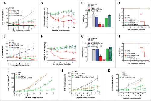 Figure 6. Tumor-targeted AcTaferon combination treatments eradicate tumors without toxicity. (A) Growth of s.c. inoculated B16-mCD20+ tumors in C57BL/6J mice, body weight loss (B), neutrophil counts (C) and mortality (D) after 8 treatments with PBS, tumor-targeted mCD20-mIFN or mCD20-AFN (n = 5 mice per group, shown is a representative experiment, arrows indicate treatment days). When indicated in the legends, tumors were also treated with dox(orubicine) every second day. (E) Growth of s.c. inoculated B16-mCD20+ tumors in C57BL/6J mice, body weight loss (F), platelet counts (G) and mortality (H) after 8 treatments with PBS, tumor-targeted mCD20-mIFN or mCD20-AFN (n = 5 mice per group, shown is a representative experiment, arrows indicate treatment days). When indicated in the legends, tumors were also treated with low-dose (0.6 μg/mouse) TNF every second day. (I-K) Growth of s.c. inoculated B16-mCD20+ tumors in C57BL/6J mice treated with PBS or mCD20-AFN. When indicated, treatment was combined with anti-PDL1 sdAb or a combination of Treg-depleting (TregΔ) anti-CTLA4 + anti-OX40 antibodies. Dividend/divisor in the figures indicates the number of tumor-free mice over the number of total mice at the day the experiment was ended, indicated in the X axis. For all figures, a representative experiment is shown (n = 4-6 per group), repeated at least twice. All values are mean ± s.e.m.; *P < 0.05, **P < 0.01, ***P < 0.001 and ****P < 0.0001 compared with PBS treated animals unless otherwise indicated; by two-way ANOVA with Dunnett's multiple comparison test (A-B, E-F, I-K), one-way ANOVA with Dunnett's multiple comparison test (C, G) or log-rank test (D, H).