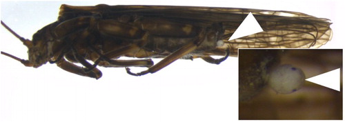 Figure 4. Zelandoperla decorata (Plecoptera: Gripopterygidae) extruding egg (arrow); insert showing well-developed egg with visible eyespots (arrow).