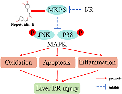Figure 8 The schematic representation of the mechanism by which nepetoidin B alleviates liver ischemia/reperfusion injury.