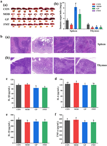 Figure 8. Effect of GP-derived bacteria on immune function of immunosuppressed mice. (a) (a) physical image of spleen and thymus; (b) the indices of spleen and thymus; (b) (a) Representative image of H&E-stained pathological section of spleen tissue (200х), (b) thymus tissue; (c) IL-1β; (d) IL-6; (e) IL-10; (f) TNF-α. Multiple comparisons were performed by using one-way ANOVA using SPSS 26.0 software. Means with different letters are significantly different (p < .05) (n = 8). CON: control group; MOD: model group; GP: GP group; FMT: fecal microbiota transplantation group.