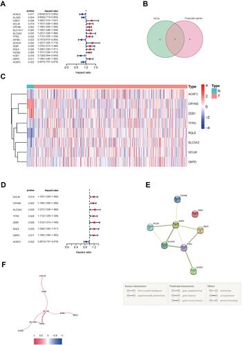 Figure 2 Identification of prognostic ferroptosis-related genes in MIBC. (A) Forest plots showing the results of the univariate Cox regression analysis of ferroptosis genes that were correlated with OS in MIBC. (B) Venn diagram to identify differentially expressed genes between tumor and para-carcinoma tissues that were correlated with OS. (C) Heatmap of the 8 overlapping genes expression in the TCGA cohort. (D) Forest plots showing the results of the univariate Cox regression analysis of the overlapping genes with OS. (E) The PPI network downloaded from the STRING database indicated the interactions among the candidate genes. (F) The correlation network of candidate genes. High correlation coefficients are represented in red and low correlation coefficients are represented in blue.