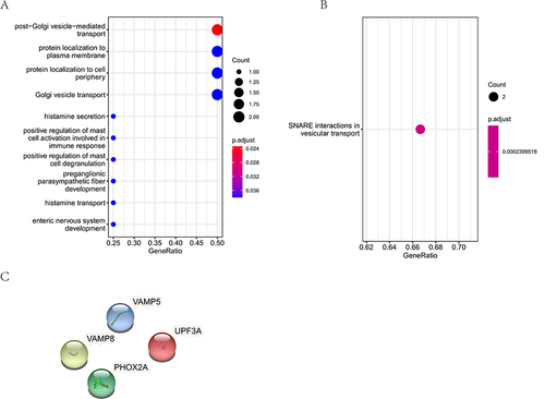 Figure 4 CNV-related variant gene functional enrichment analysis. (A), The GO analysis of CNV-related variant genes. (B), The KEGG pathway analysis of CNV-related variant genes. (C), The PPI analysis of CNV-related variant genes.