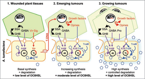 Figure 2 A working model for QS regulation in A. tumefaciens C58-plant host interaction. See text for details. Simple and stopped arrows represent regulatory pathways, whereas double-line arrows, cylinders, cross, and pentagons represent enzymatic reactions, bacterial ABC-transporters, VirA/G system, and OC8HSL, respectively.