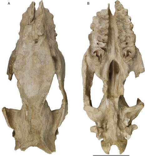 FIGURE 6. Neotype skull of Eochilotherium samium (Weber, Citation1905) (SMF M 3601) from the Upper Miocene of Samos Island in dorsal (A) and ventral view (B). Scale bar equals 10 cm.