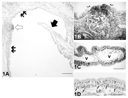 Figure 1 (A) Light micrograph of the hematoxylin-eosin stained control left lacrimal sac without Staphylococcus aureus inoculation. A mucosal process (solid arrow) extended into the lumen, and an organized lymphoid follicle (open arrow) was present. The lacrimal drainage-associated lymphoid tissue comprised diffuse (double arrows) and nodular lymphoid tissue. Bar = 100 μm. (B) At greater magnification, the follicle in Figure 1A showed the flattened cells of the follicle-associated epithelium (curved arrows) covering the central portion of the follicle. Bar = 60 μm. (C) At higher magnification of a mucosal process the blood vessels (v) in the lamina propria (LP) were apparent. There were no goblet cells present in the epithelial layer. Bar = 50 μm. (D) The epithelial layer of the lacrimal sac had a columnar pseudostratified appearance, and there were no goblet cells present. Lymphocytes (arrows) were distributed in the vicinity of the basal layer of the epithelium. Bar = 40 μm.