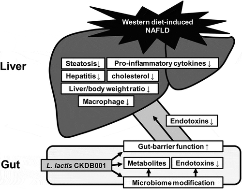 Figure 4. Schematic overview of gut-liver-axis modulation by L. lactis. In the western diet-induced NAFLD model, the gut microbiome is modulated due to the intake ofL.lactis CKDB001, which is regulated in the progression of fatty liver